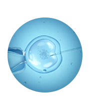 體外受精和胚胎培養